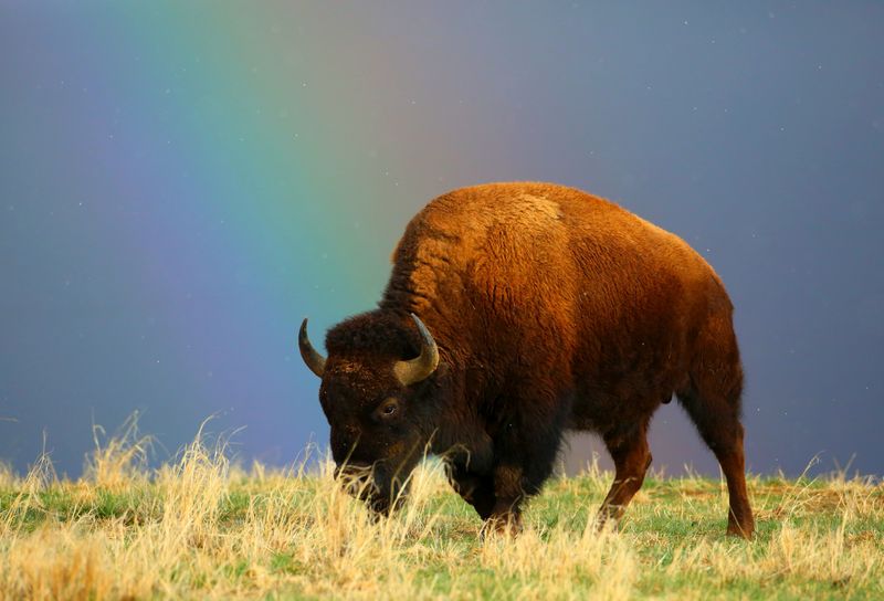 Rocky Mountain Arsenal National Wildlife Refuge, Colorado