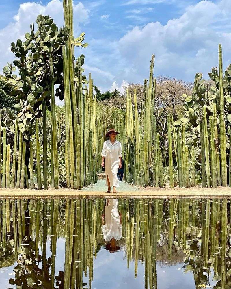 Stroll Through Jardín Etnobotánico