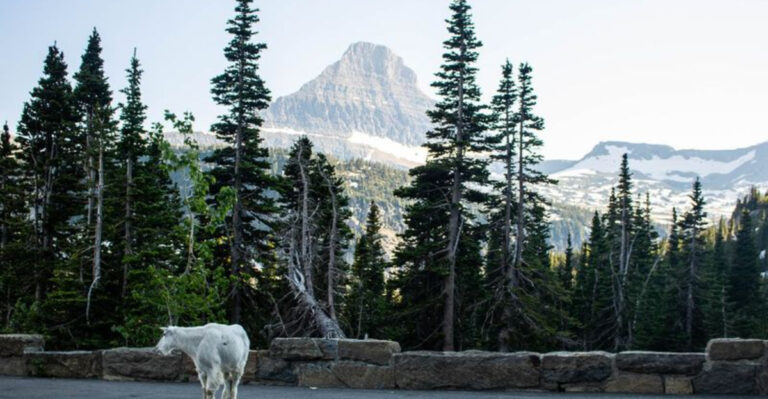 The 16 Best Road Trips in the US to Spot Wild Animals