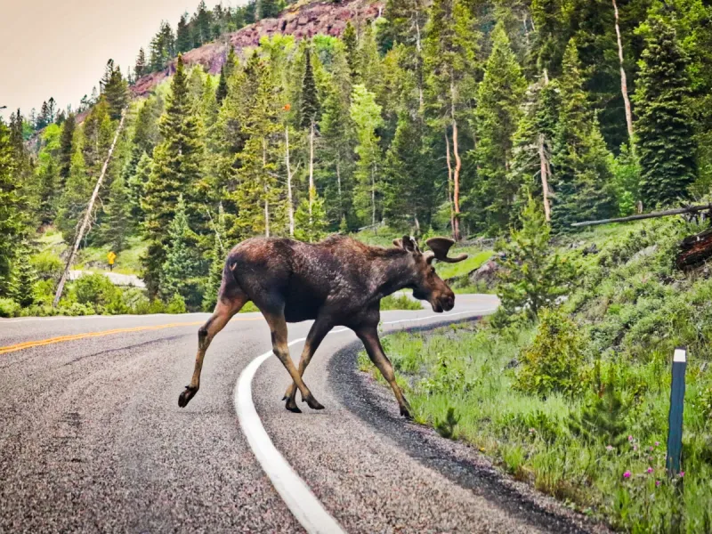 Yellowstone National Park, Wyoming