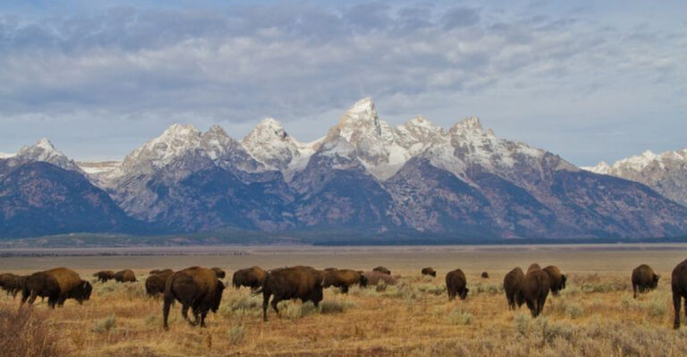 The 17 Best Places to See Wild Bison in the US