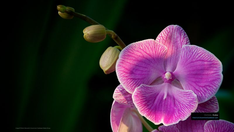 Orchid Hunting in Guadeloupe