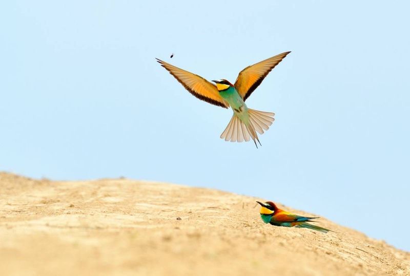 Bird Watching in Giglio