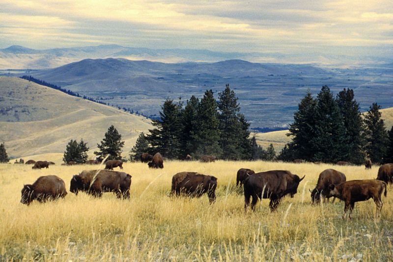 National Bison Range, Montana