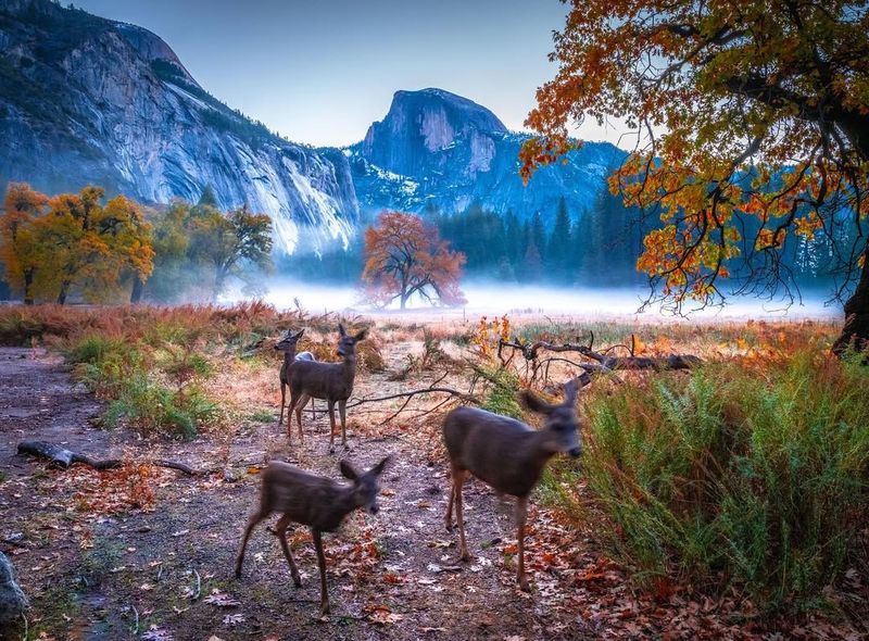 Yosemite National Park