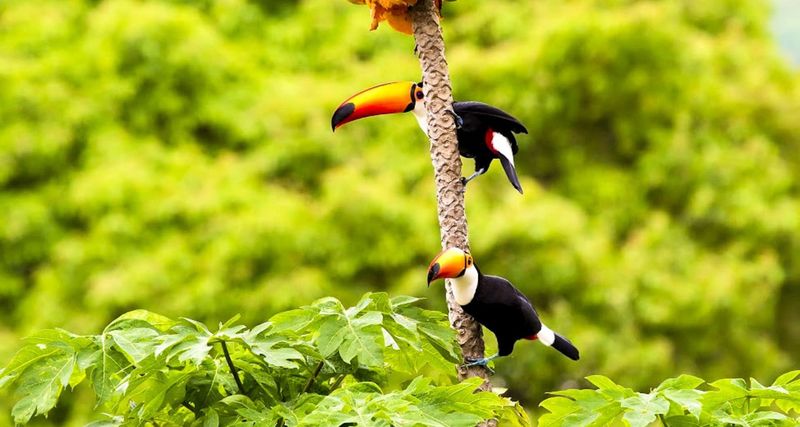 Amazon Rainforest, Brazil