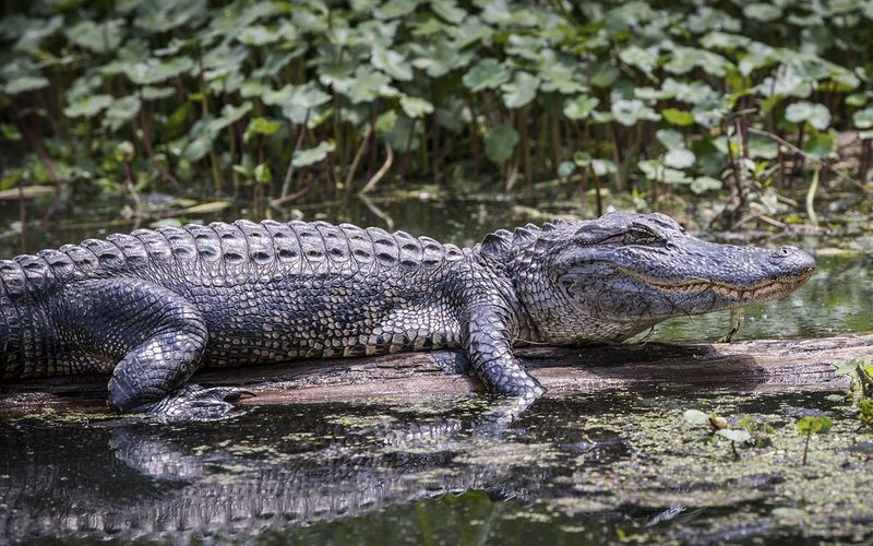 Everglades National Park, Florida