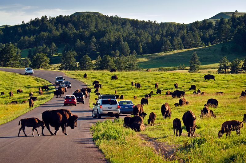 Custer State Park, South Dakota