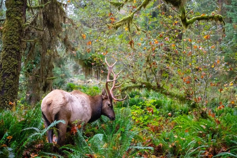 Olympic National Park