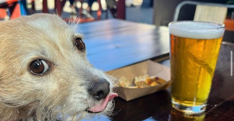 14 Cinco De Mayo Destinations Perfect For You And Your Pup