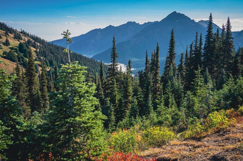 The Secrets of the Bog Trail