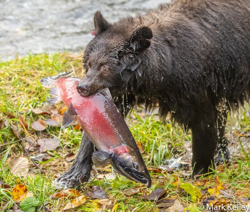 Mendenhall Glacier and Wildlife Center