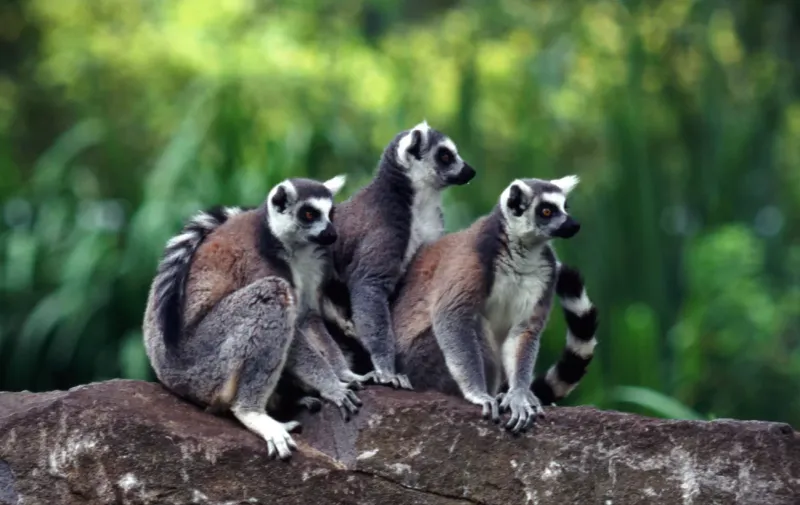 Exploring Madagascar’s Unique Wildlife