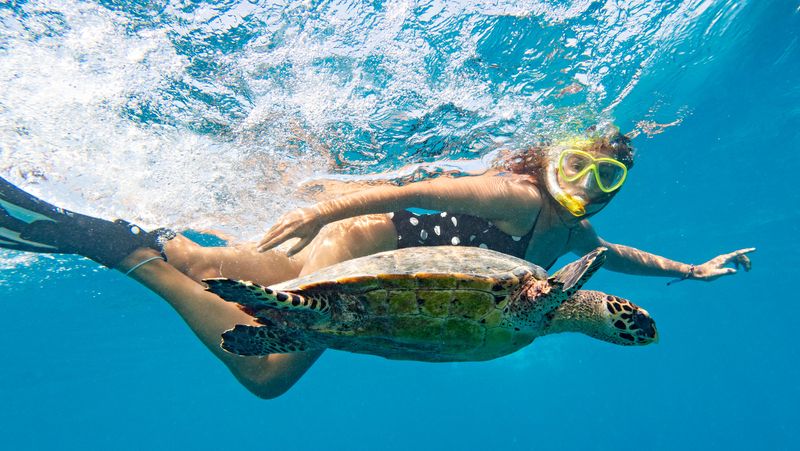 Snorkeling with Sea Turtles in the Galápagos