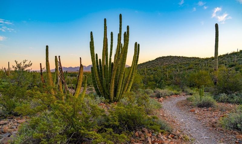 Organ Pipe Cactus National Monument, Arizona