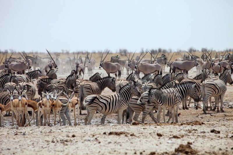 Etosha National Park
