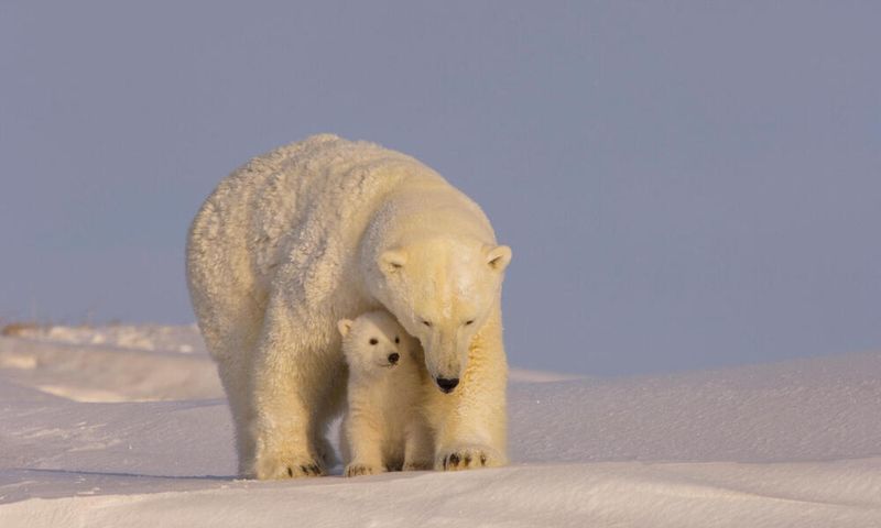 Arctic National Wildlife Refuge