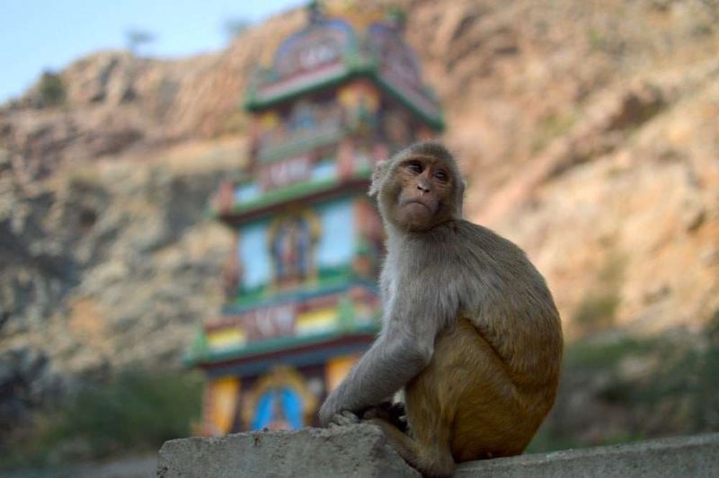 Monkey-filled temples in India