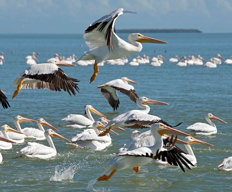 Wildlife sightings — dolphins, birds, more