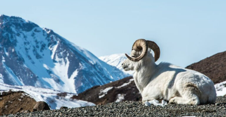 Conservation Getaways: 18 Destinations to Spot North America’s Rarest Mammals