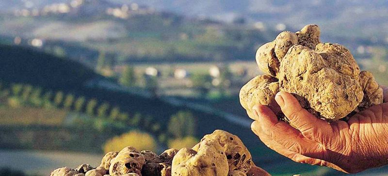 Truffle Hunting in Piedmont
