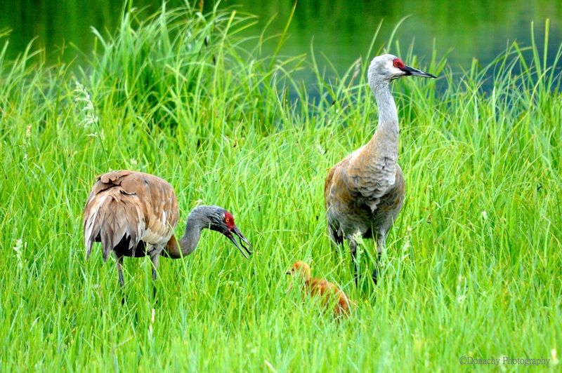 Potter Marsh Bird Sanctuary