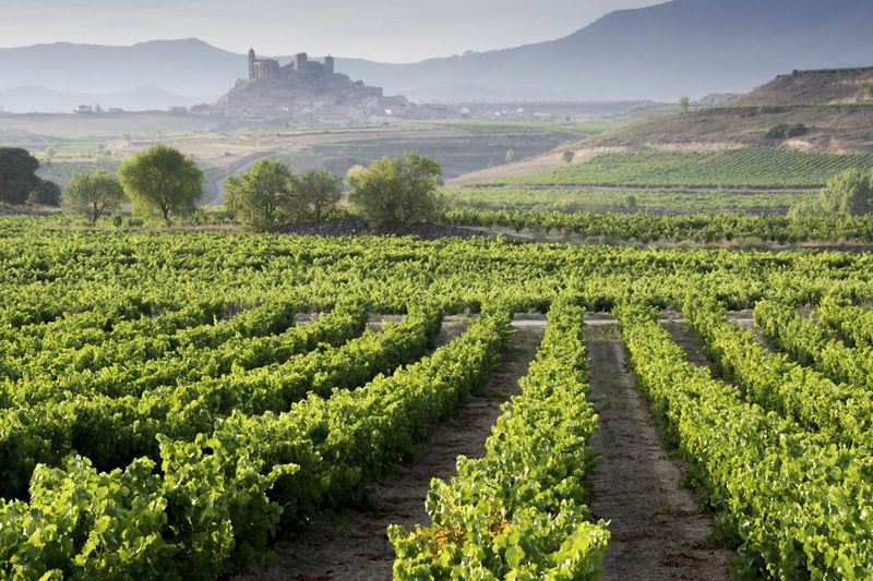 Day 7: La Rioja Wine Region