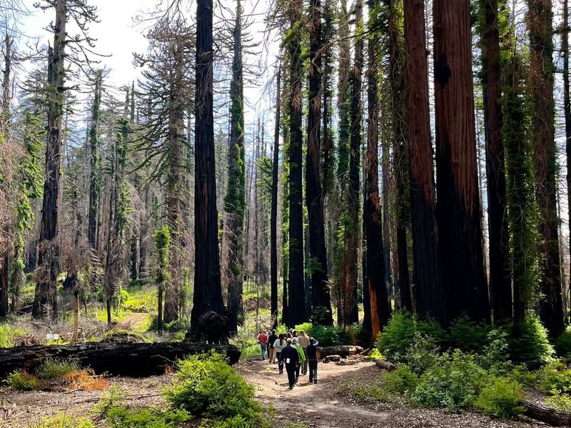 Redwood National And State Parks, California