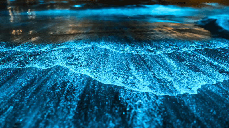 Take a Bioluminescent Kayak Tour