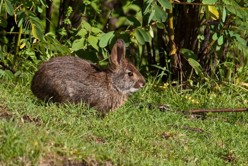Why The ‘Ghost Hare’ Is Sparking New Adventures