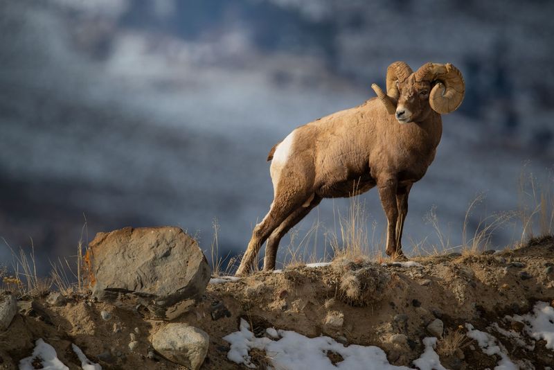 Spot bighorn sheep on the cliffs
