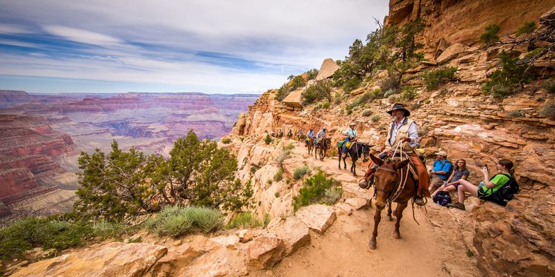 Mule Ride to the Bottom of the Canyon