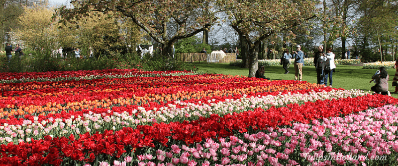 Keukenhof Gardens