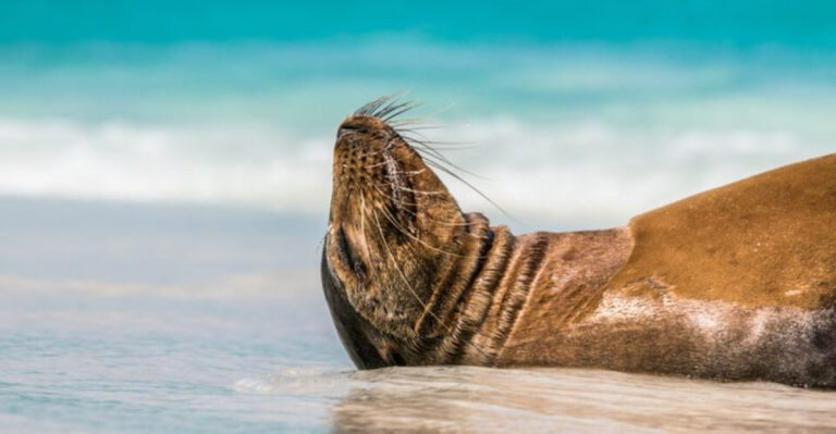 Get Closer Than Ever: 25 Wildlife Sanctuaries That Welcome Visitors