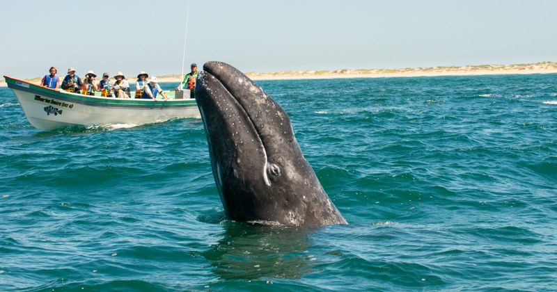 Whale Watching in Baja California, Mexico