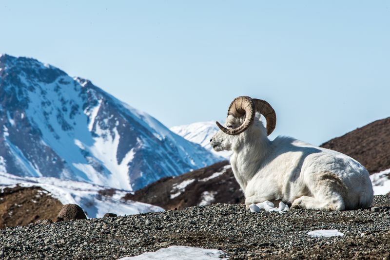 Denali National Park, Alaska