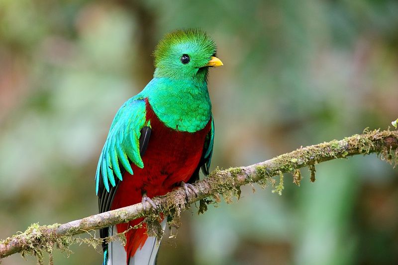 Birdwatching in Costa Rica’s Cloud Forests