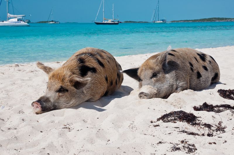 Bahamas
