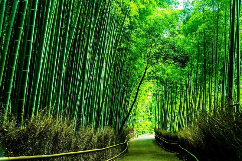 Kyoto’s Arashiyama Bamboo Grove, Japan