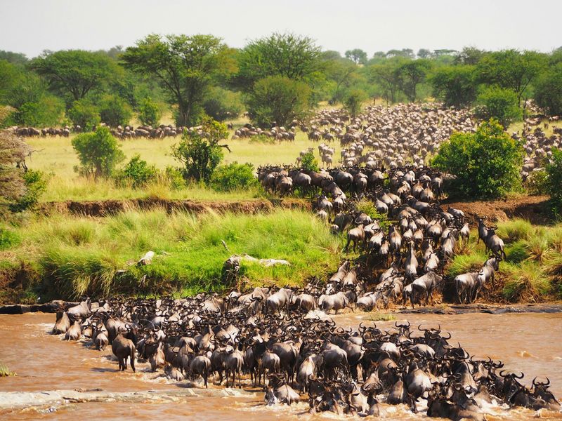Witness the Wildlife Migration