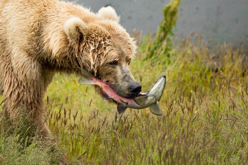 Kodiak National Wildlife Refuge