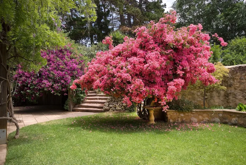 South Australia's Open Gardens