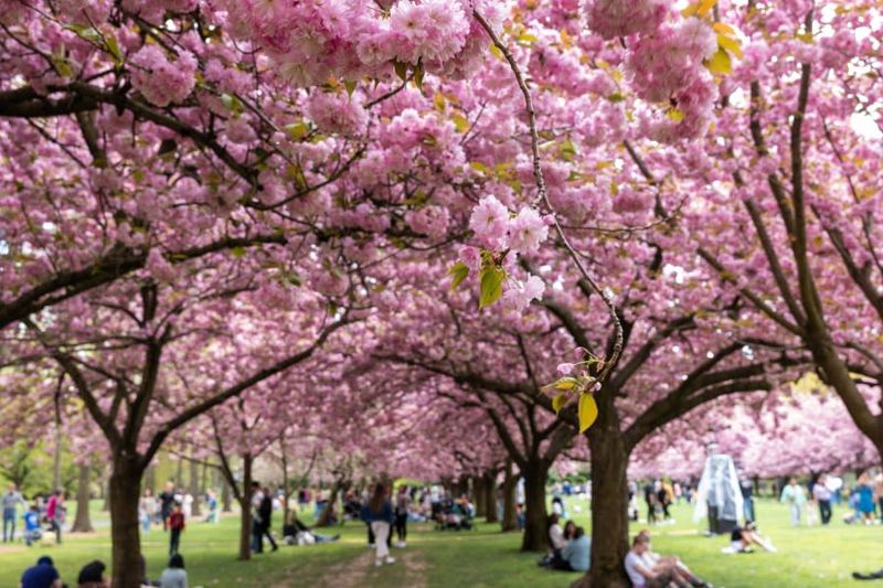 Brooklyn Botanic Garden