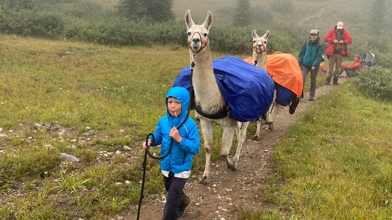 Hiking with Llamas in the Andes