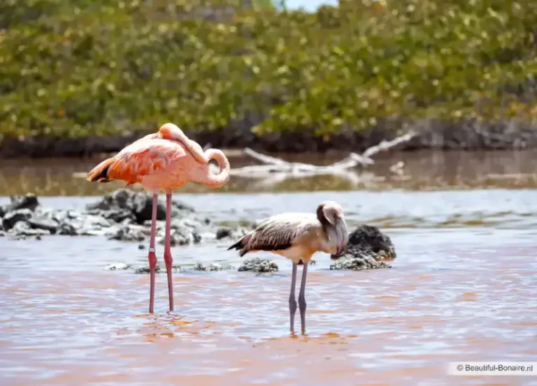 15 of the Most Gorgeous Pink Sand Beaches in the World