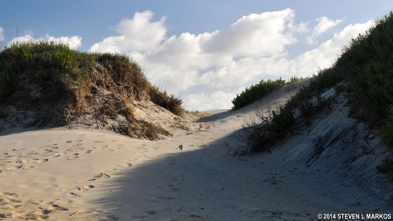 Driftwood and Dune Grasses for Company