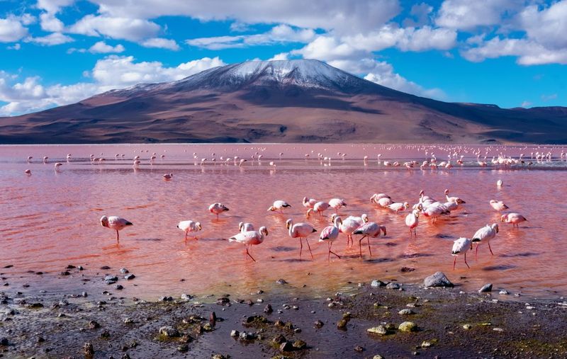 Laguna Colorada, Bolivia