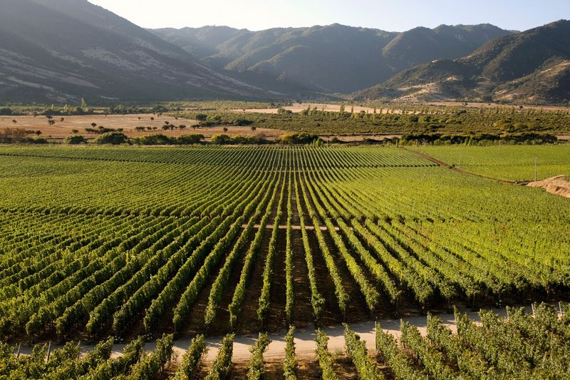 Colchagua Valley, Chile