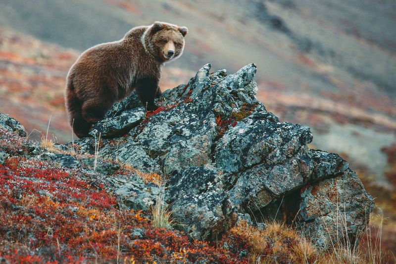 Denali National Park