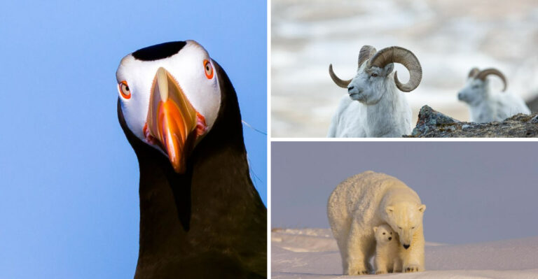 Love Wildlife? Discover 12 Alaska Destinations Plus 4 Bonus Scenic Drives